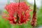 Fringed rosemallow hibiscus schizopetalus
