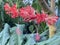 Fringed rosemallow, Japanese lantern, Coral hibiscus, Spider hibiscus or Hibiscus schizopetalus, Mainau - Constance, Germany