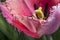 Fringed Tulip flower