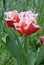 Fringed Tulip - Tulipa Canasta