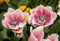 Fringed tulips blooming in a garden.