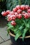 Fringed Tulips in a glazed ceramic pot