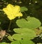 Fringed Water-lily