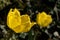 Fringed yellow tulips against dark bank in garden