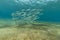 Fringelip mullet (crenimugil crenilabis) in the Red Sea.