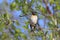 Fringilla montifringilla. Male Brambling in summer among willow thickets