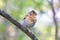 Fringilla montifringilla. A young bird with an open beak