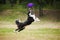 Frisbee dog