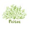 Frisee lettuce doodle icon. Cartoon frisee lettuce illustration. Frisee cute salad simple design. Salad leaves