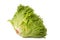 Frisee lettuce green leaf isolated