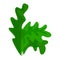 Frisee lettuce icon, cartoon style