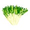 Frisee lettuce isolated on white background. Kind salad in flat style. Agriculture symbol for any purpose