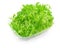 Frisee lettuce leaves isolated on white background. Green Crispy endive or Curly Escarole Salad top view