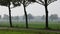 Frisian cows in the fields near Enschede