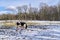 frisian cows in snow