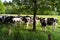 frisian cows under a tree