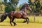 Frisian / Friesian horse galloping in fenced field