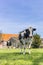 Frisian Holstein cow standing in the grass in Gaasterland