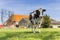 Frisian Holstein cow standing in the grass in Gaasterland