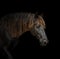 Frisian horse portrait on black background