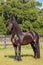 Frisian horse standing tall in a field