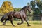 Frisian horse trotting in a fenced field