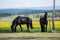 Frisian horses at spring meadow with dandelion