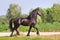 Frisian stallion