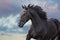 Frisian stallion portrait