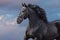 Frisian stallion portrait in motion