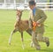 Frisky Foal at Black Isle Show.