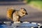 Frisky Squirrel Eating a Snack