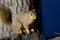 Frisky Squirrel Resting on a Rock