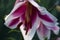 Friso lily flower