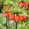 Fritillaria