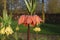 Fritillaria `Beethoven` orange flowers.