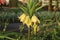 Fritillaria `Beethoven` yellow flowers.