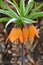 Fritillaria fritillaries beautiful flower from Asia .