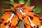 Fritillaria Imperial