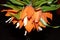 Fritillaria Imperial