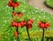 Fritillaria imperialis