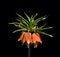 Fritillaria imperialis