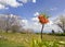 Fritillaria imperialis