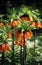 Fritillaria imperialis