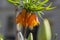 Fritillaria imperialis crown imperial flower in bloom, beautiful tall orange red flowering springtima bulbous plant