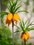Fritillaria imperialis crown imperial, imperial fritillary or K