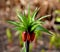 Fritillaria imperialis, the crown imperial, imperial fritillary or Kaiser`s crown