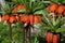 Fritillaria imperialis crown imperial, imperial fritillary or Kaiser`s crown is a species of flowering plant in the lily family.