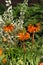 Fritillaria imperialis, crown imperial, imperial fritillary or Kaiser`s crown, species of flowering plant in lily family Liliacea