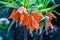 Fritillaria imperialis or crown imperial lily